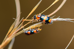 Dicranolaius concinicornis