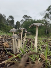 Coprinellus flocculosus
