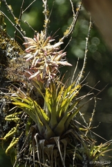 Tillandsia gymnobotrya