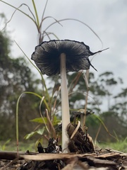 Coprinellus flocculosus