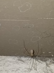 Pholcus phalangioides
