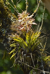 Tillandsia gymnobotrya