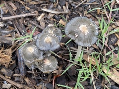Coprinellus flocculosus
