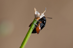 Arsipoda holomelaena