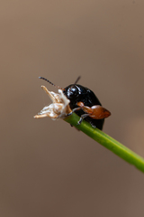 Arsipoda holomelaena