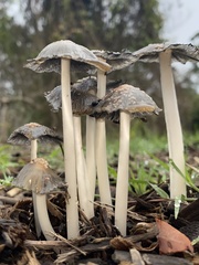 Coprinellus flocculosus