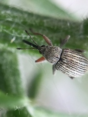 Exapion ulicis