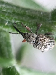 Exapion ulicis