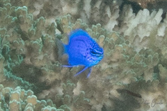 Chrysiptera springeri