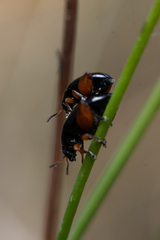 Arsipoda holomelaena