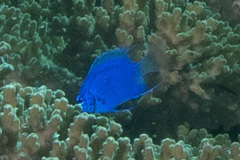 Chrysiptera springeri