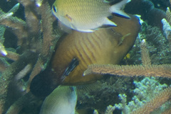 Amanses scopas