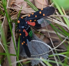 Desudaba maculata