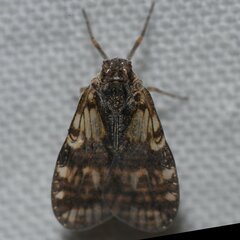 Bothriocera
