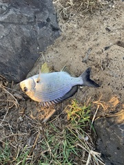 Acanthopagrus australis