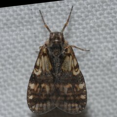 Bothriocera