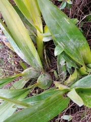 Cyrtochilum