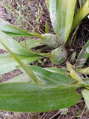 Cyrtochilum
