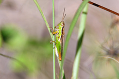 Bermius
