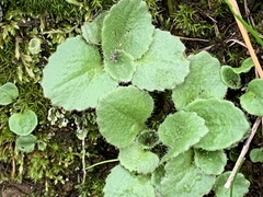 Micranthes californica