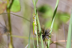Bermius