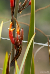 Phormium tenax
