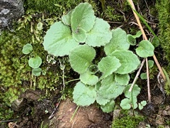 Micranthes californica