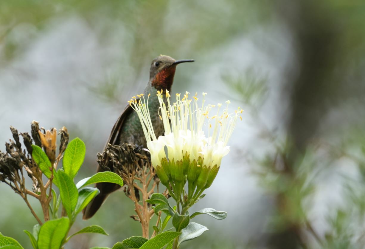 Bronze-tailed Comet (Polyonymus caroli), photo 9