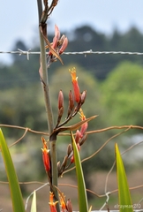 Phormium tenax