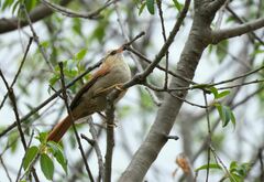 Cranioleuca albicapilla
