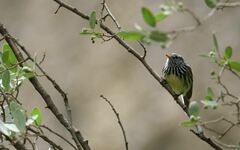 Anairetes flavirostris