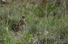Knipolegus aterrimus