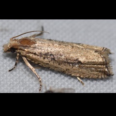 Bactra