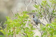 Saltator aurantiirostris