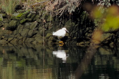 Egretta thula