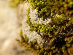 Claopodium rostratum