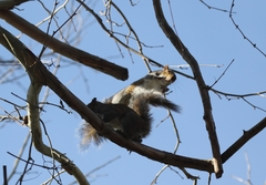 Sciurus carolinensis