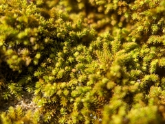 Claopodium rostratum