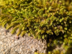 Claopodium rostratum