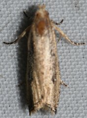 Bactra