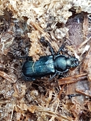 Platycerus caprea