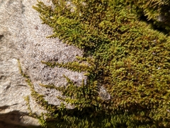 Claopodium rostratum