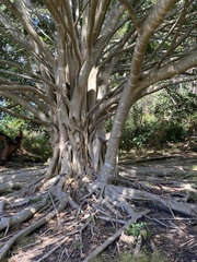 Ficus rubiginosa