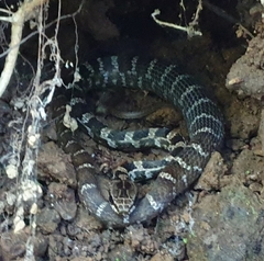 Mastigodryas melanolomus