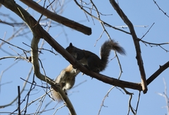 Sciurus carolinensis
