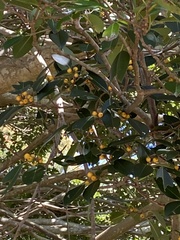 Ficus rubiginosa