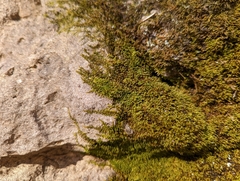 Claopodium rostratum