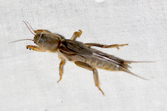 Gryllotalpa australis