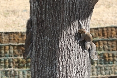Sciurus carolinensis