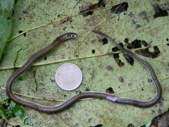 Tantilla melanocephala